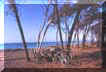 cecinabici5small.jpg (2115 byte)